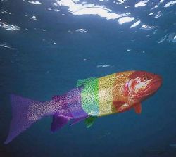 Rainbow trout.
Capernwray, Lancashire.
F90X, 16mm. Phot... by Mark Thomas 